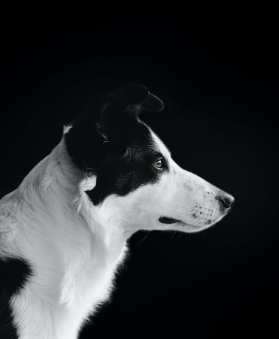 狗肖像的黑白照片
